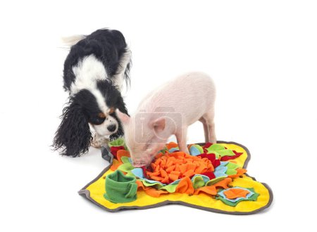 Foto de Rosa cerdo y perro en miniatura delante de fondo blanco - Imagen libre de derechos