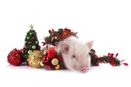 Photo for Pink miniature pig in front of white background - Royalty Free Image