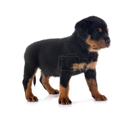 Photo for Puppy rottweiler in front of white background - Royalty Free Image