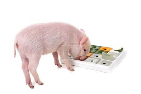 Photo for Pink miniature pig in front of white background - Royalty Free Image