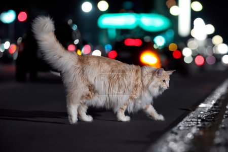 Foto de Bosque noruego gato en frente de la ciudad fondo - Imagen libre de derechos