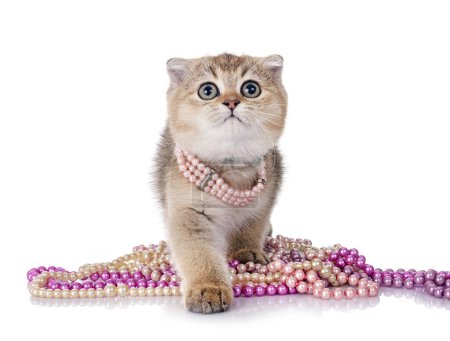 Photo for Scottish fold kitten in front of white background - Royalty Free Image