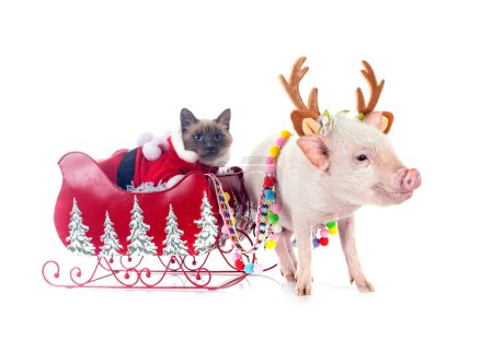 Photo for Pink miniature pig and siamese cat in front of white background - Royalty Free Image