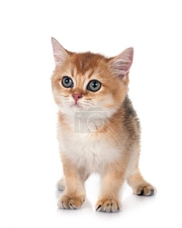Photo for Scottish straight kitten in front of white background - Royalty Free Image