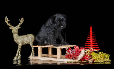 Photo for Miniature schnauzer in front of black background - Royalty Free Image