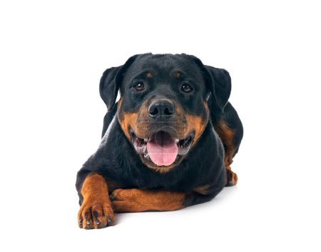 Photo for Purebred rottweiler in front of white background - Royalty Free Image