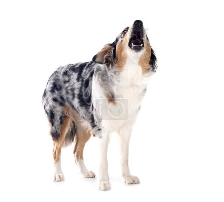 Photo for Australian shepherd in front of white background - Royalty Free Image