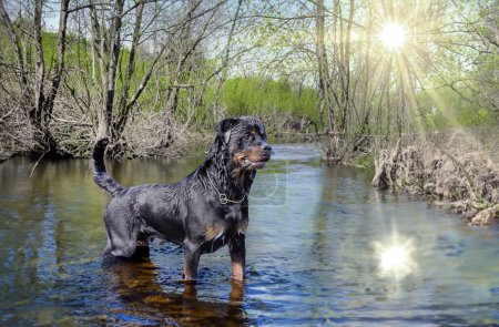 Téléchargez les photos : Jeune rottweiler nageant dans une rivière en été - en image libre de droit