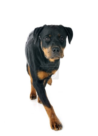 Téléchargez les photos : Chiot rottweiler en face de fond blanc - en image libre de droit