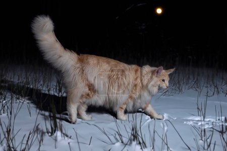 Photo for Norwegian Forest cat in front of winter background - Royalty Free Image