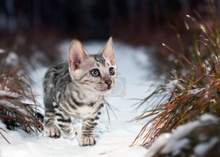 Foto de Gato de bengala en frente de fondo de invierno - Imagen libre de derechos