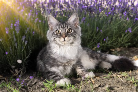 Photo for Maine coon kitten in front of nature background - Royalty Free Image