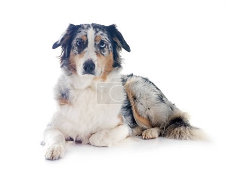 Photo for Australian shepherd in front of white background - Royalty Free Image