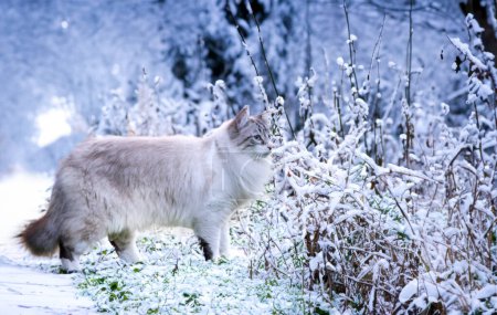 Foto de Hermoso gato birmano en la naturaleza, en invierno - Imagen libre de derechos