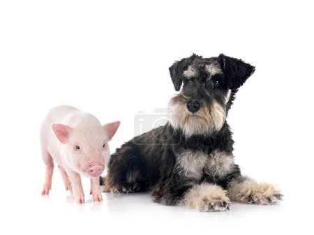 Foto de Cerdo miniatura rosa y schnauzer delante de fondo blanco - Imagen libre de derechos