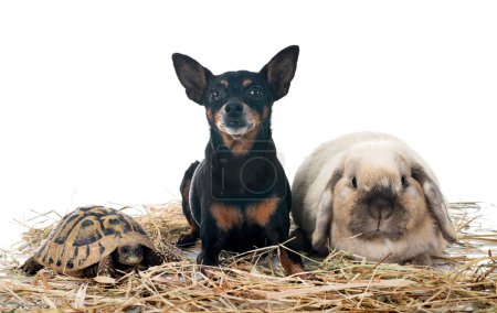 Foto de Conejo, perro y tortuga en frente de fondo blanco - Imagen libre de derechos