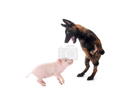 Téléchargez les photos : Cochon miniature rose et chiot malinois devant fond blanc - en image libre de droit