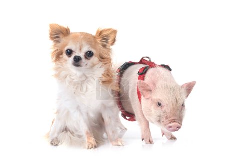Téléchargez les photos : Cochon miniature rose et chihuahua devant fond blanc - en image libre de droit