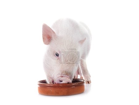 Téléchargez les photos : Cochon miniature rose devant fond blanc - en image libre de droit