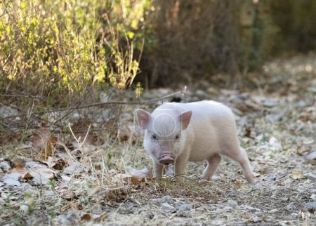 Foto de Cerdo miniatura rosa caminando en un campo en una granja - Imagen libre de derechos