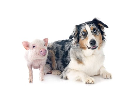 Téléchargez les photos : Cochon miniature rose et berger australien devant fond blanc - en image libre de droit