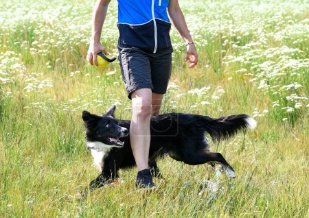 dog training  for obedience with a border collie discipline in the nature