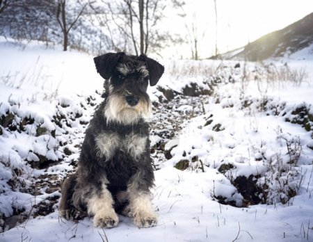 Téléchargez les photos : Schnauzer miniature devant fond d'hiver - en image libre de droit
