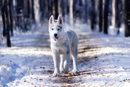 Foto de Cachorro siberiano husky caminar en la naturaleza en un bosque - Imagen libre de derechos
