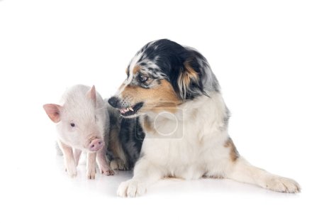 Téléchargez les photos : Cochon miniature rose et berger australien devant fond blanc - en image libre de droit