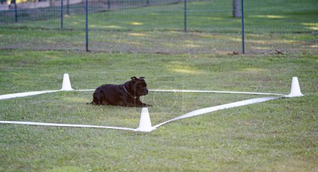 Foto de Entrenamiento de perros para la disciplina de obediencia con un bastón - Imagen libre de derechos