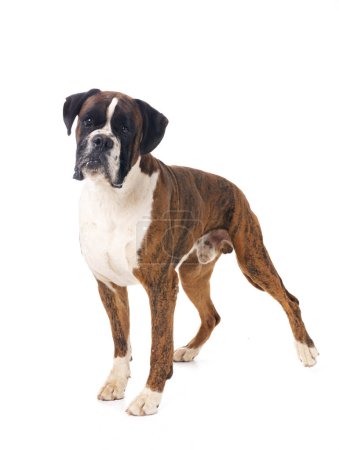 Photo for Male boxer in front of white background - Royalty Free Image