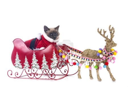 Foto de Gato siamés y Navidad delante de fondo blanco - Imagen libre de derechos