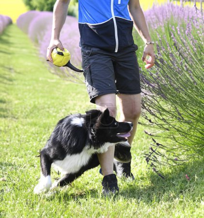 Foto de Entrenamiento de perros para la obediencia con una disciplina de frontera collie en la naturaleza - Imagen libre de derechos