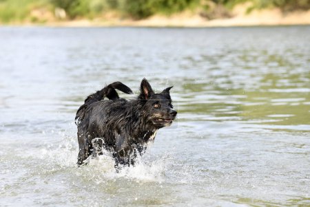 Téléchargez les photos : Jeune collie frontière nager dans une rivière en été - en image libre de droit
