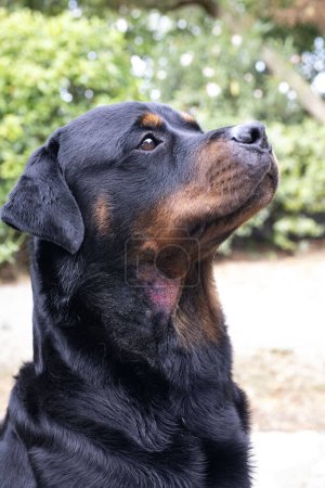 Photo for Picture of a rottweiler with a hotspot on the neck - Royalty Free Image