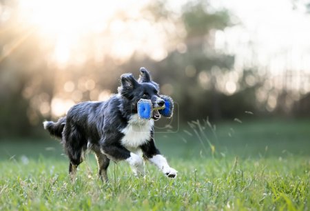 Téléchargez les photos : Dressage de chien pour l'obéissance avec une discipline de collie frontière dans la nature - en image libre de droit