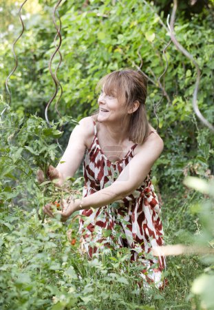 Téléchargez les photos : Femme âgée jardinage dans son jardin de cuisine - en image libre de droit