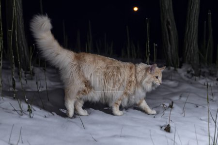 Photo for Norwegian Forest cat in front of winter background - Royalty Free Image