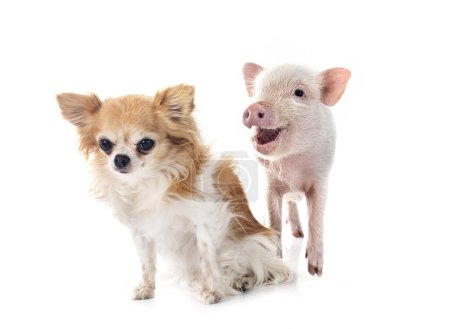 Téléchargez les photos : Cochon miniature rose et chihuahua devant fond blanc - en image libre de droit