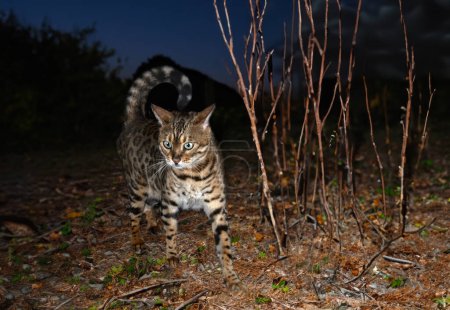 Téléchargez les photos : Chat bengale marchant dans une forêt, dans la nuit - en image libre de droit