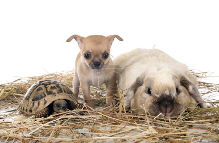 Foto de Conejo, chihuahua y tortuga frente a fondo blanco - Imagen libre de derechos