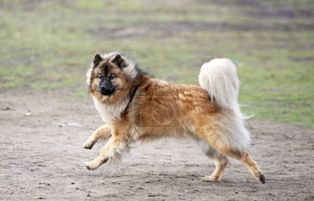 Photo for Portrait of an eurasier running in the nature - Royalty Free Image