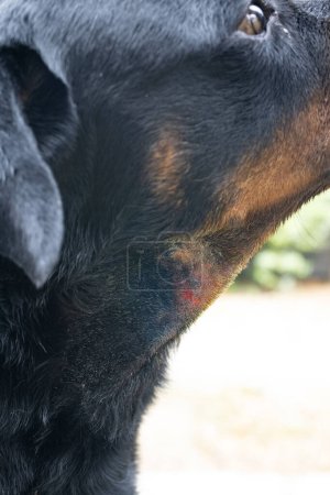 Téléchargez les photos : Photo d'un rottweiler avec un hotspot sur le cou - en image libre de droit