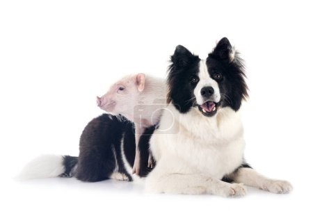 Téléchargez les photos : Cochon miniature rose et chien devant fond blanc - en image libre de droit