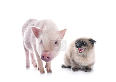 Téléchargez les photos : Cochon miniature rose et chat siamois devant fond blanc - en image libre de droit