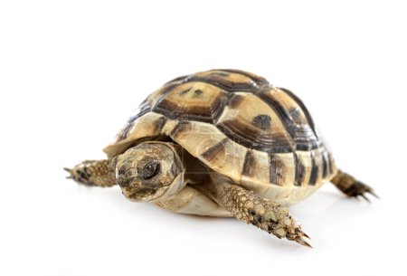 Photo for Greek tortoise in front of white background - Royalty Free Image