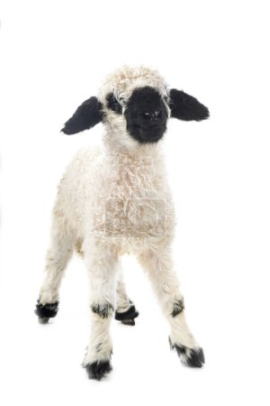 Photo for Lamb Valais Blacknose in front of white background - Royalty Free Image