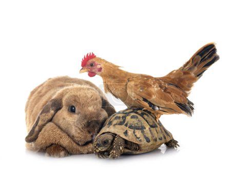 Foto de Conejo, tortuga y pollo frente a fondo blanco - Imagen libre de derechos