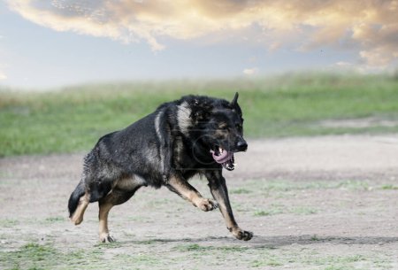 Photo for Young german shepherd training in the nature for OBEDIENCE - Royalty Free Image