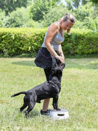 Téléchargez les photos : Dressage de chien pour la discipline d'obéissance avec un staff - en image libre de droit